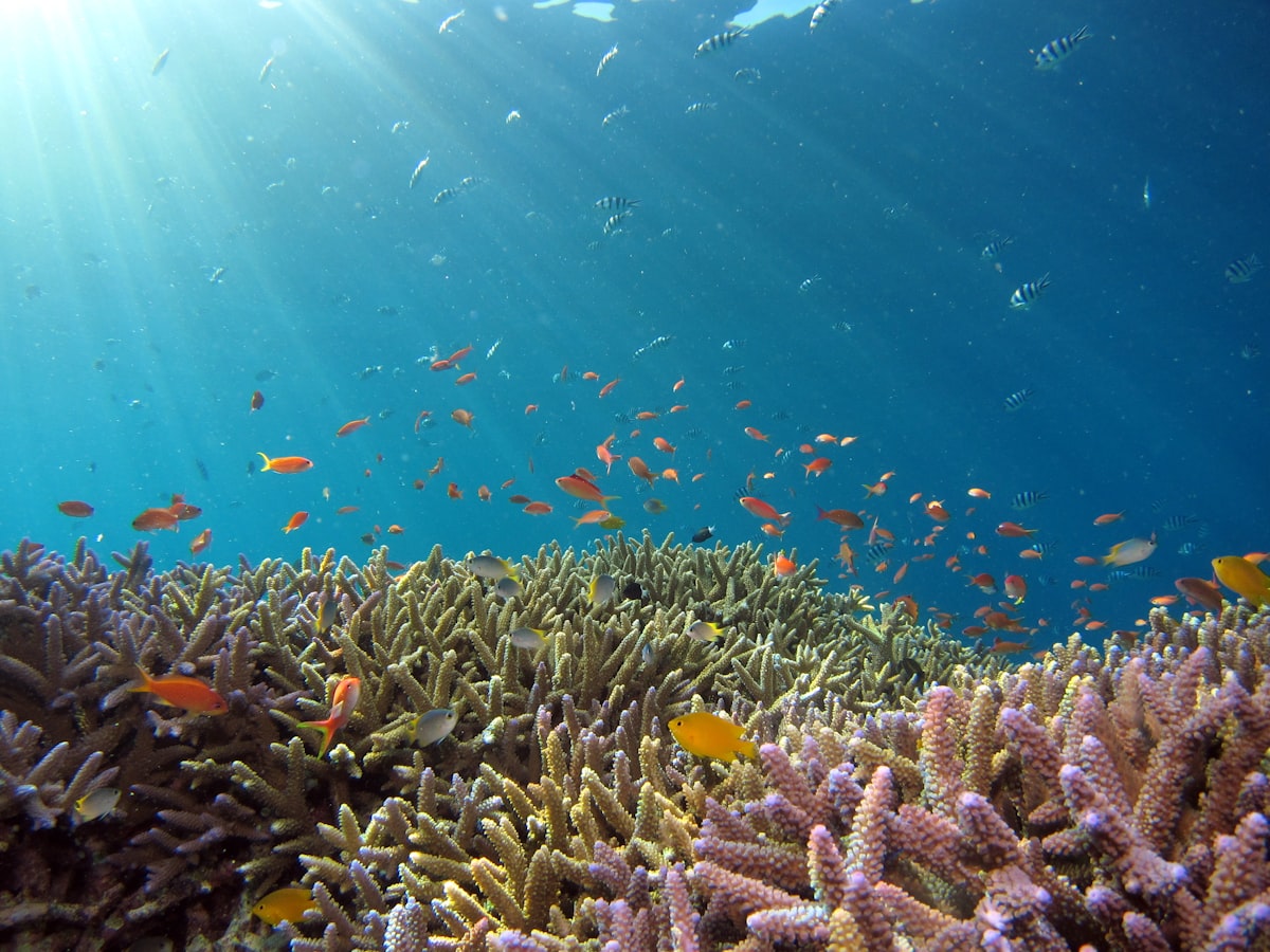 Rocky tide pools along Siquijor's coastline with clear water revealing colorful marine life