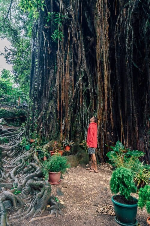 The 400-year-old Enchanted Balete Tree with hanging vines