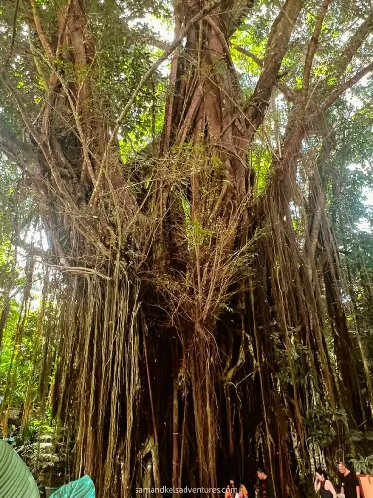 Ancient mystical tree in Siquijor, associated with traditional healing practices